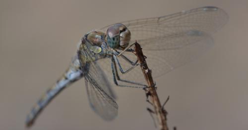 Réf. 294 490 : Sympetrum striolatum